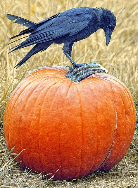 raven-pumpkin